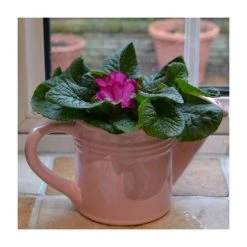 Brand new 🧨 Pink Ceramic Watering Can with Primrose 🔔