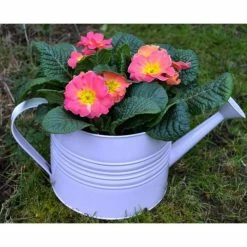 Discount ⭐ Large Zinc Reusable Watering Can with Primrose ✨