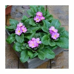 Buy 🔔 4 x Primula 'Woodland Rose' Plants in Grey Pallet Planter 😍