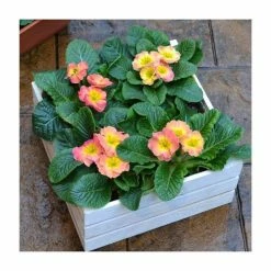 Buy 💯 4 x Primula 'Chameleon' Plants in White Pallet Planter ⭐