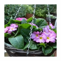 Buy 🌟 Primula 'Woodland Rose' | 30cm Pre-Planted Hanging Basket 😀