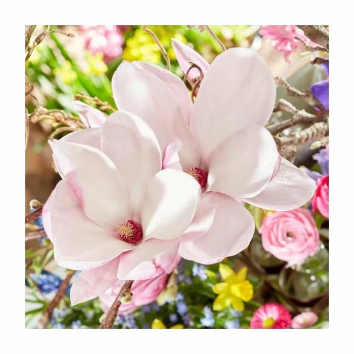 Brand new π€© Magnolia 'Pink Beauty' | 15L Pot | 200-240cm Full Standard π - Image 2