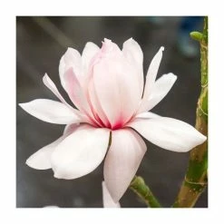 Brand new 🤩 Magnolia 'Pink Beauty' | 15L Pot | 200-240cm Full Standard 👏
