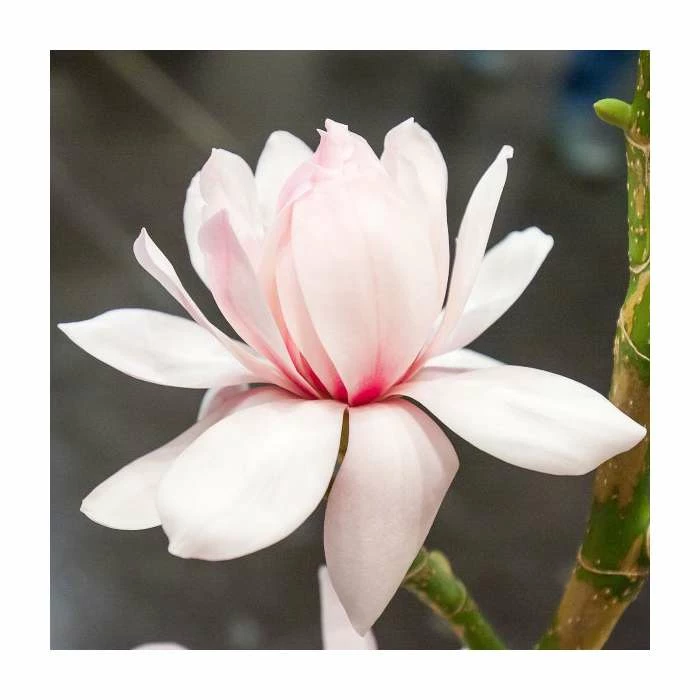 Brand new π€© Magnolia 'Pink Beauty' | 15L Pot | 200-240cm Full Standard π