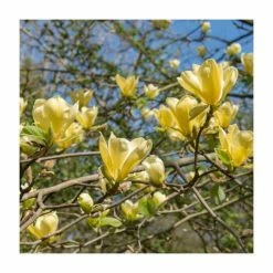 Best Pirce 🛒 Magnolia 'Yellow Bird' | 7L Pot | 100-120cm Half Standard 🧨