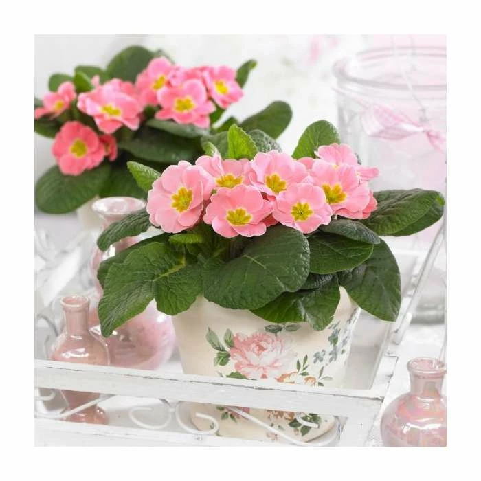 Budget ❤️ Primrose 'Candy Baby Pink' | 10.5cm Pot 😉 - Image 2