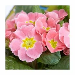 Budget ❤️ Primrose 'Candy Baby Pink' | 10.5cm Pot 😉