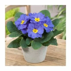 Deals 🤩 Primrose 'Candy Sky Blue' | 10.5cm Pot 🛒