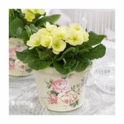 Promo 🎉 Primrose 'Candy Vanilla' | 10.5cm Pot 🥰