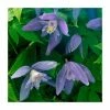 Flash Sale 🎉 50-90cm Clematis Alpina 'Blue Dancer' | 3L Pot 😍