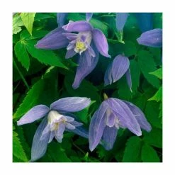 Flash Sale 🎉 50-90cm Clematis Alpina 'Blue Dancer' | 3L Pot 😍