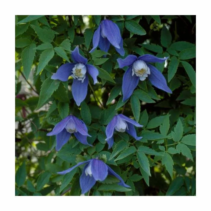 New π 50-90cm Clematis Alpina 'Cyanea' | 3L Pot π