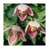 Best Sale ✔️ 50-90cm Clematis Cirrhosa 'Freckles' | 3L Pot 🔥