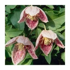 Best Sale ✔️ 50-90cm Clematis Cirrhosa 'Freckles' | 3L Pot 🔥