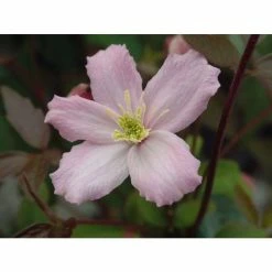 Best Sale 🧨 50-90cm Clematis 'Elizabeth' | 3L Pot | Clematis Montana 🎁