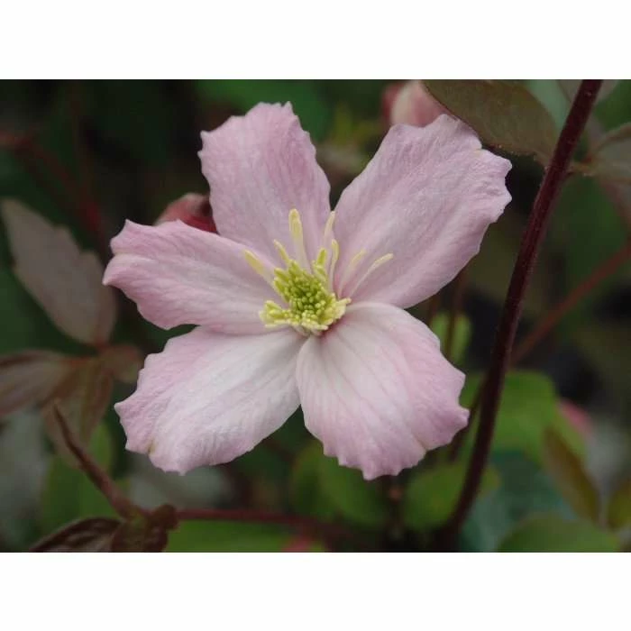 Best Sale 𧨠50-90cm Clematis 'Elizabeth' | 3L Pot | Clematis Montana π