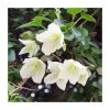 Top 10 🥰 50-90cm Clematis cirrhosa 'Jingle Bells' | 3L Pot 🎁