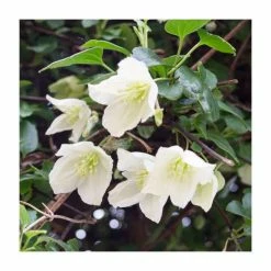 Top 10 🥰 50-90cm Clematis cirrhosa 'Jingle Bells' | 3L Pot 🎁