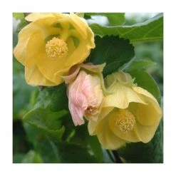 Best Pirce 😍 50-90cm Abutilon 'Canary Bird' | Indian Mallow | 3L Pot 👏