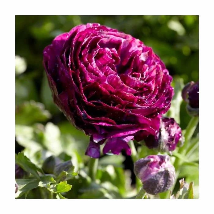 Budget โจ Ranunculus asiaticus Vortex F1 Collection | 3 x 10.5cm Pots ๐ - Image 3