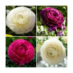 Budget ✨ Ranunculus asiaticus Vortex F1 Collection | 3 x 10.5cm Pots 🎁