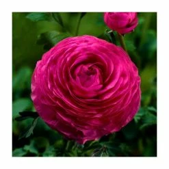 Cheapest 🥰 Ranunculus asiaticus Vortex 'F1 Hot Pink' | 10.5cm Pot 👍