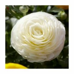 Coupon 🔥 Ranunculus asiaticus Vortex 'F1 White' | 10.5cm Pot 🥰