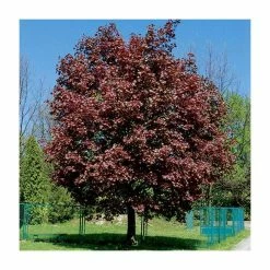 Discount 🔥 Acer platanoides 'Crimson King' | Purple Norway Maple Tree | 12L Pot | 150-180cm | By Frank P Matthews 🎁