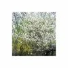 Cheapest 👏 Amelanchier lamarckii | Snowy Mespilus | 12L Pot | 150-180cm | By Frank P Matthews 🔔
