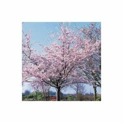 Top 10 🎁 Prunus 'Accolade' | Cherry Blossom Tree | 12L Pot | 150-180cm | By Frank P Matthews 😀