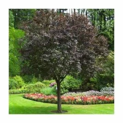 Budget 😀 Prunus cerasifera 'Nigra' | Cherry Blossom Tree 🔔