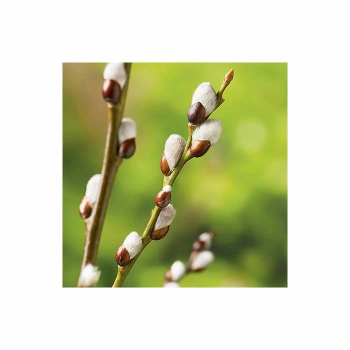 Top 10 π Salix caprea 'Kilmarnock' | Willow Tree 𧨠- Image 5