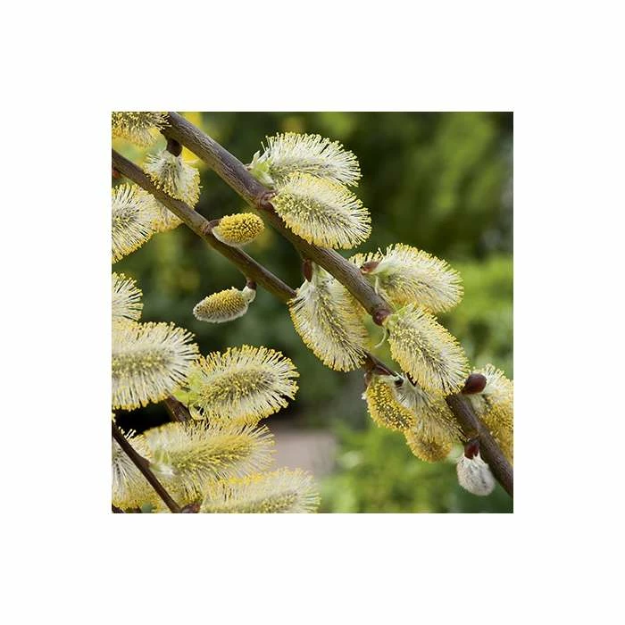 Top 10 π Salix caprea 'Kilmarnock' | Willow Tree 𧨠- Image 2