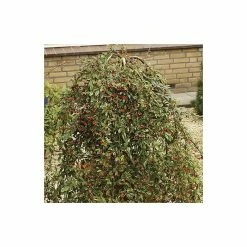 Wholesale 🤩 Cotoneaster 'Hybridus Pendulus' | Weeping Cotoneaster Tree | 12L Pot | 150-180cm | By Frank P Matthews 🥰