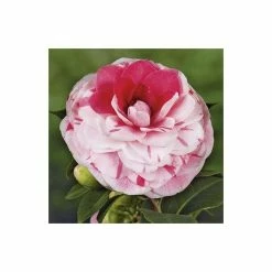 Budget ✨ 4ft Camellia 'Bonomiana' | 7L Pot | Camellia japonica 😀