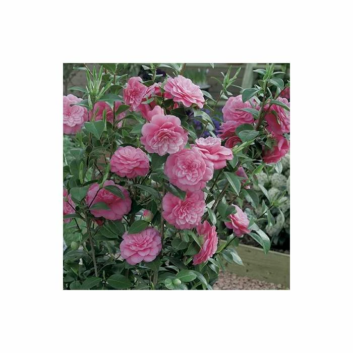New 👍 Camellia japonica 'Mrs Tingley' 🎉 - Image 3