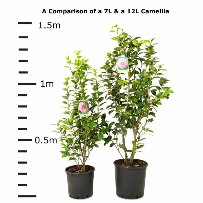 New 👍 Camellia japonica 'Mrs Tingley' 🎉 - Image 6