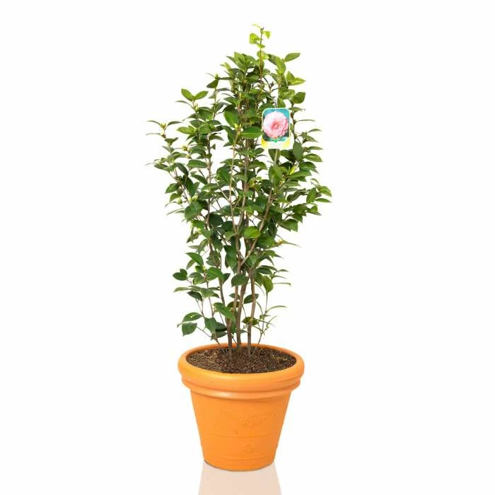 New 👍 Camellia japonica 'Mrs Tingley' 🎉 - Image 2