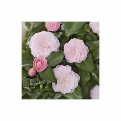 Budget 👏 Camellia japonica 'Nuccios Pearl' 🧨