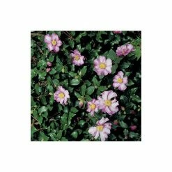 Promo ✔️ 2ft Camellia Sasanqua 'Cleopatra' | 7L Pot | ❤️