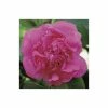 Deals ⌛ 0.6-1.6ft Camellia 'Triumphans' | 9cm Pot | Camellia japonica 😉