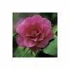 Hot Sale ✨ 0.6-1.6ft Camellia 'Blood of China' | 9cm Pot | Camellia japonica ⌛