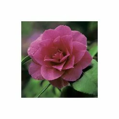 Hot Sale ✨ 0.6-1.6ft Camellia 'Blood of China' | 9cm Pot | Camellia japonica ⌛