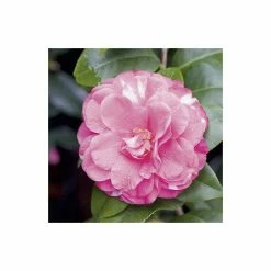Cheap 🤩 4ft Camellia 'Marie Bracey' | 7L Pot | Camellia japonica 🧨