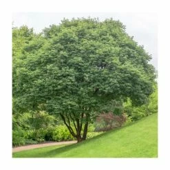 Outlet 👏 Acer griseum | Paper Bark Maple Tree | 5L Pot | By Frank P Matthews 😀