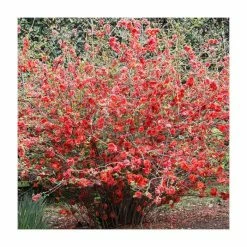 Brand new 𧨠Chaenomeles speciosa | Japanese Quince | Bare Root | 20-50cm π―