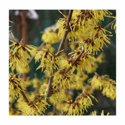 Wholesale 😍 Hamamelis x intermedia 'Arnold Promise' | Yellow Witch Hazel Tree | 12L Pot | 150-180cm | By Frank P Matthews ✔️