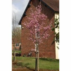 Cheapest 🌟 Prunus 'Shosar' | Cherry Blossom Tree | 12L Pot | 150-180cm | By Frank P Matthews 😀