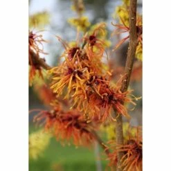Brand new ⭐ Hamamelis x intermedia 'Jelena' | Orange Witch Hazel Tree | 12L Pot | 150-180cm | By Frank P Matthews 👍