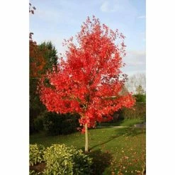 Best reviews of ✔️ Acer × freemanii 'Morgan' | 12L Pot | 150-180cm | By Frank P Matthews 🔔